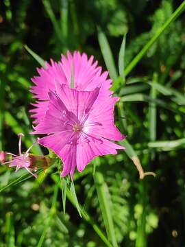 Image of Sequier's pink