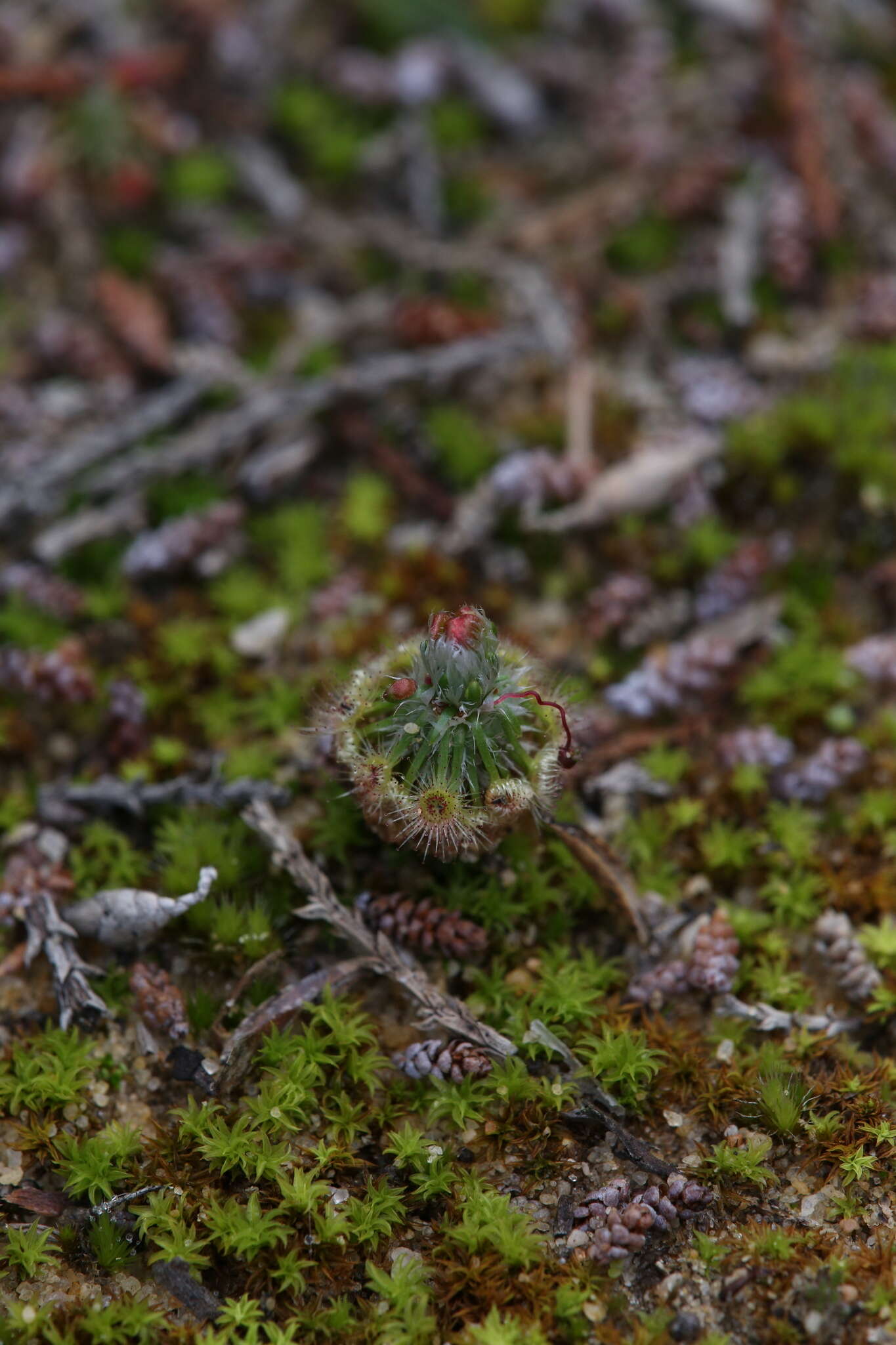 Image de Drosera citrina Lowrie & Carlquist