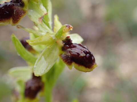 Image of Ophrys sphegodes subsp. araneola (Rchb.) M. Laínz