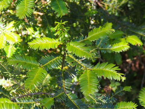 صورة Prumnopitys standleyi (J. T. Buchholz & N. E. Gray) de Laub.