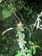 Image of flowering quince