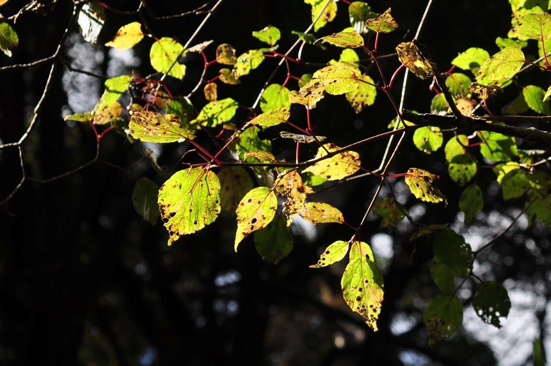 Image de Viburnum betulifolium Batalin