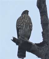 Imagem de Accipiter chilensis Philippi & Landbeck 1864