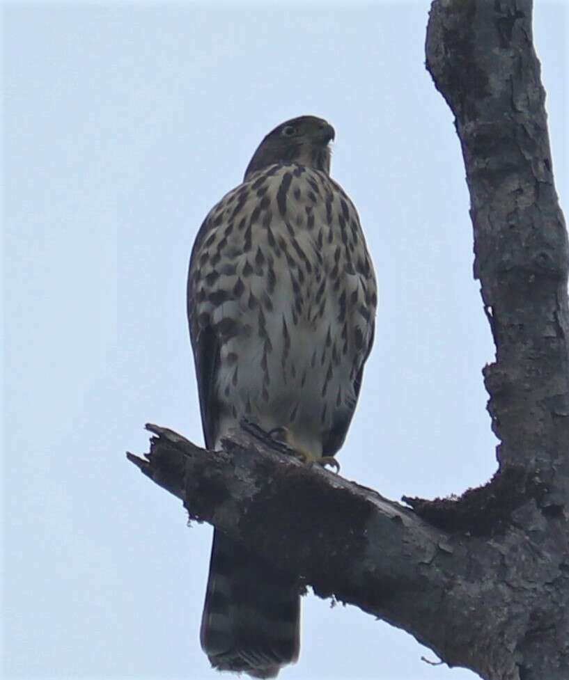 Imagem de Accipiter chilensis Philippi & Landbeck 1864