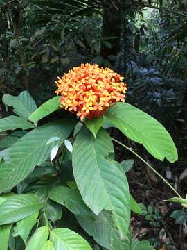 Image of Ixora congesta Roxb.