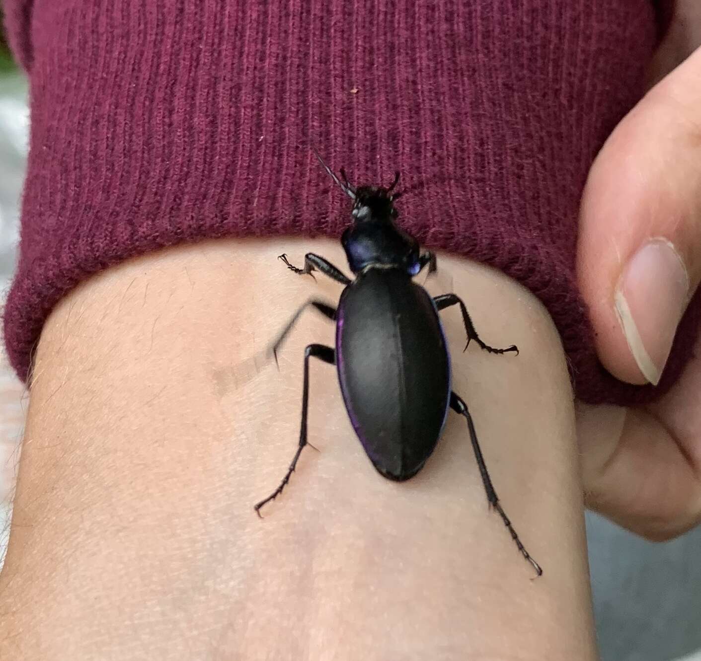 Image of Violet Ground Beetle