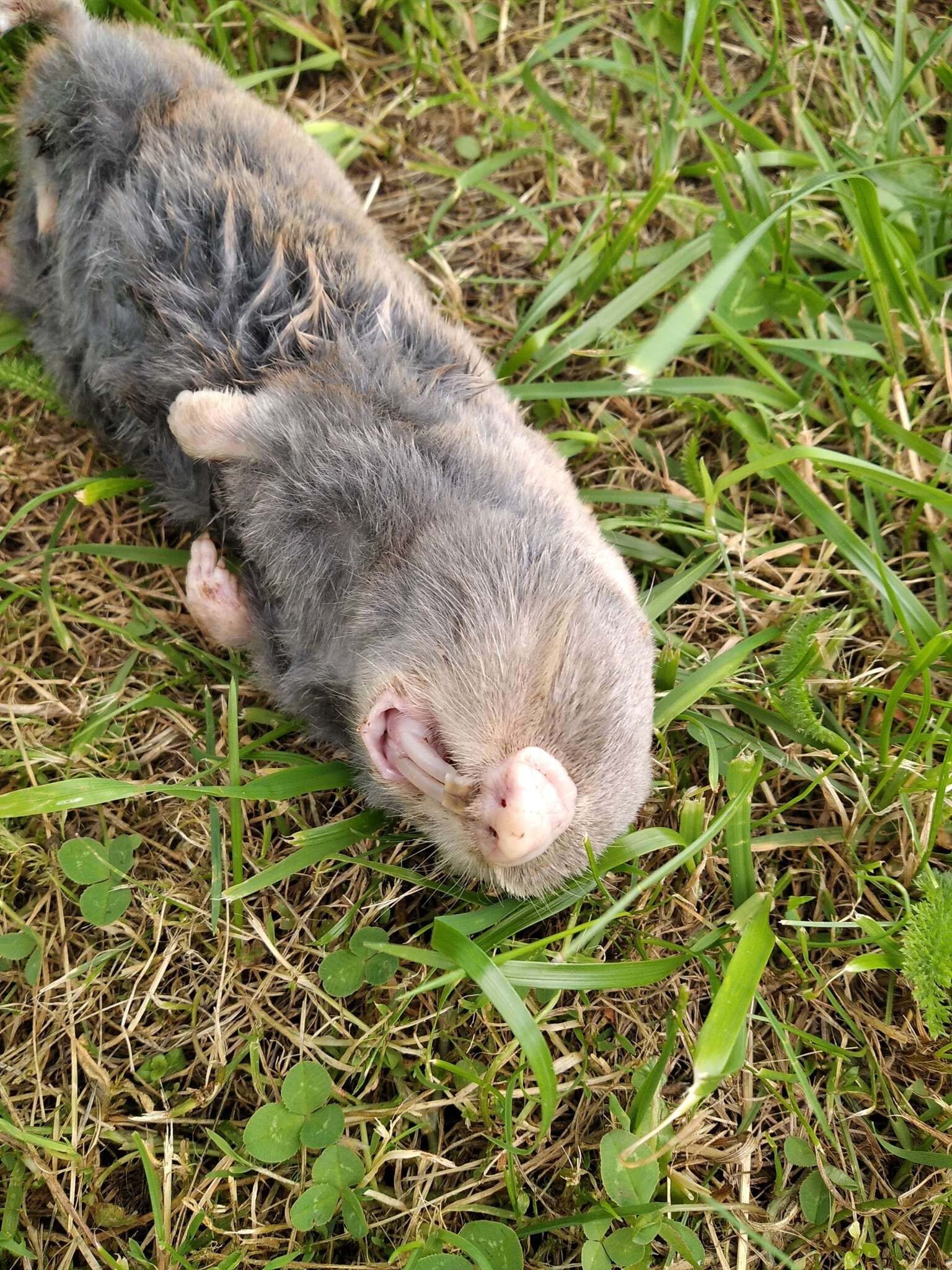 Image of Lesser Blind Mole Rat