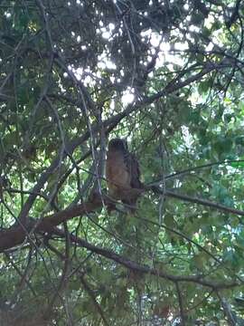 Image of Rufous Boobook