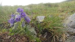 Image of Alpine Bellflower