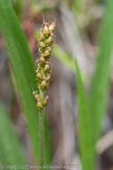 Plantago macrocarpa Cham. & Schltdl. resmi