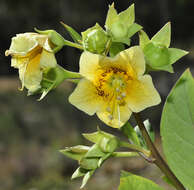 Image de Atropa baetica Willk.