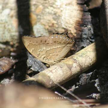 Image of Charaxes nitebis Hewitson 1859