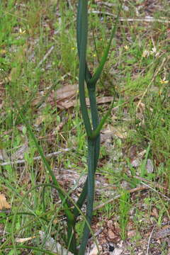 Image of Haemodorum spicatum R. Br.