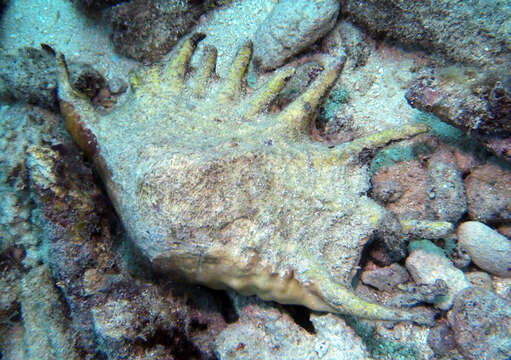 Image of Giant spider conch