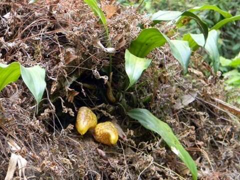 Image de Stanhopea maculosa Knowles & Westc.