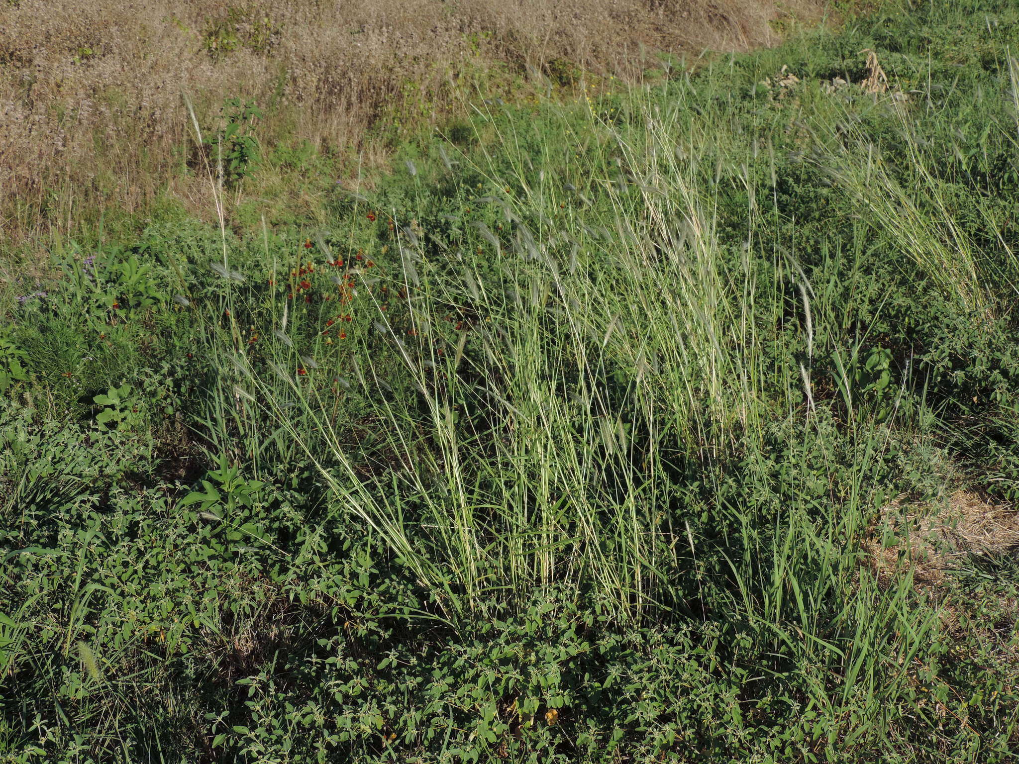 Image of queensland bluegrass