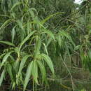 Image of Salix × fragilis f. fragilis