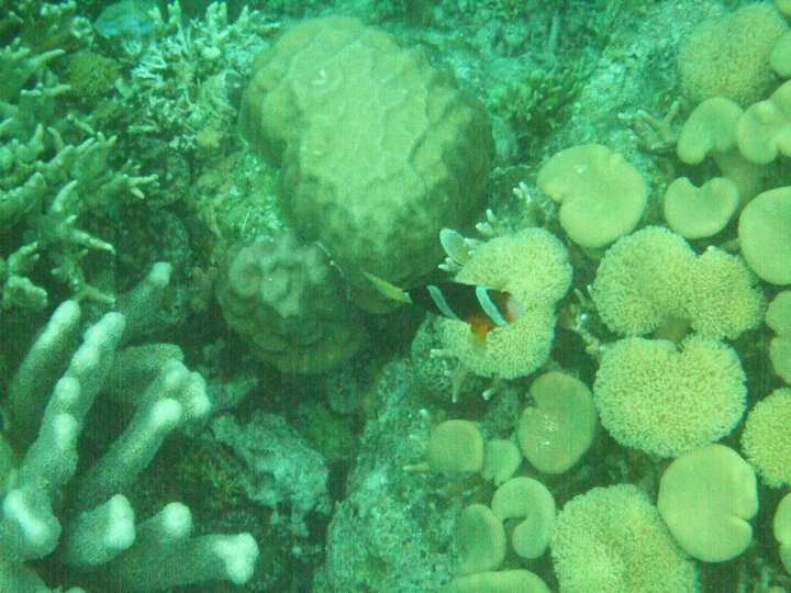 Image of Clark's anemonefish