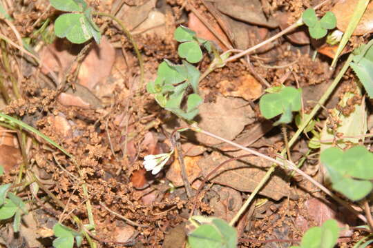 Image of Trifolium subterraneum subsp. oxaloides Bunge ex Nyman