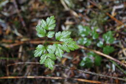 Image of Fern-Leaf Goldthread