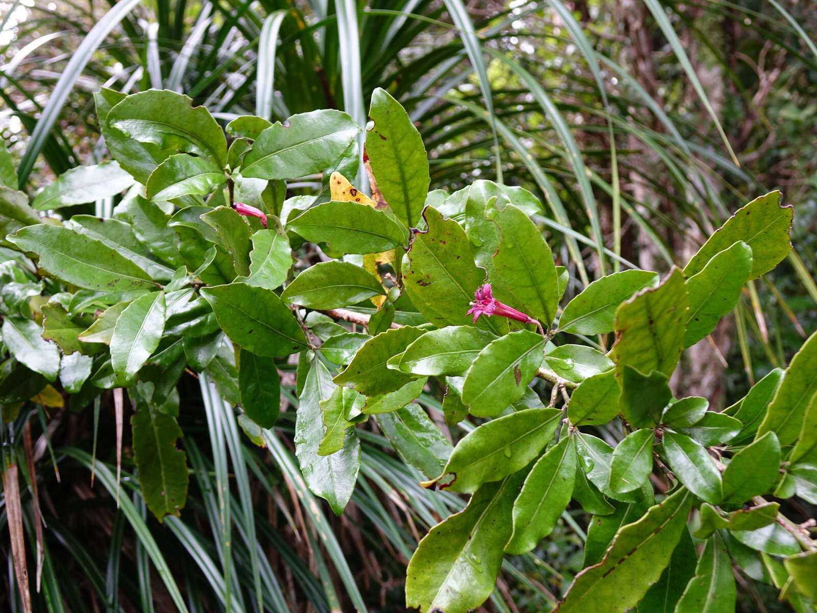 Image of Shrubby honeysuckle