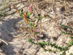 Image of Wahlenbergia tenella (L. fil.) Lammers