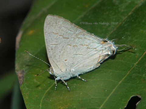 Image of Hypolycaena philippus (Fabricius 1793)