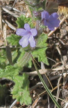 Слика од Verbena plicata Greene