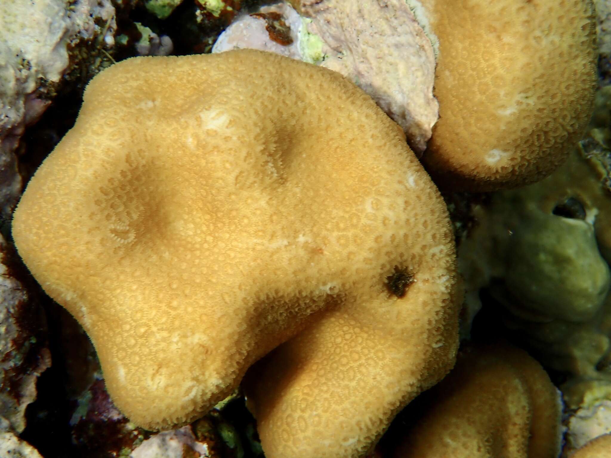 Image of Goniastrea stelligera (Dana 1846)