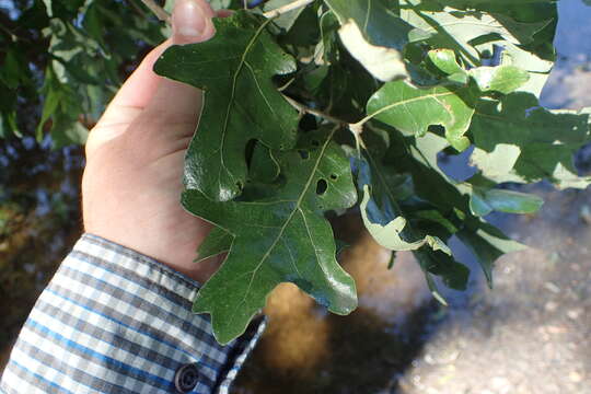 Image of Delta Post Oak