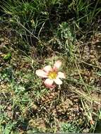 Image of Moraea vallisbelli (Goldblatt) Goldblatt