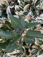Image of Solanum dulcamara var. dulcamara