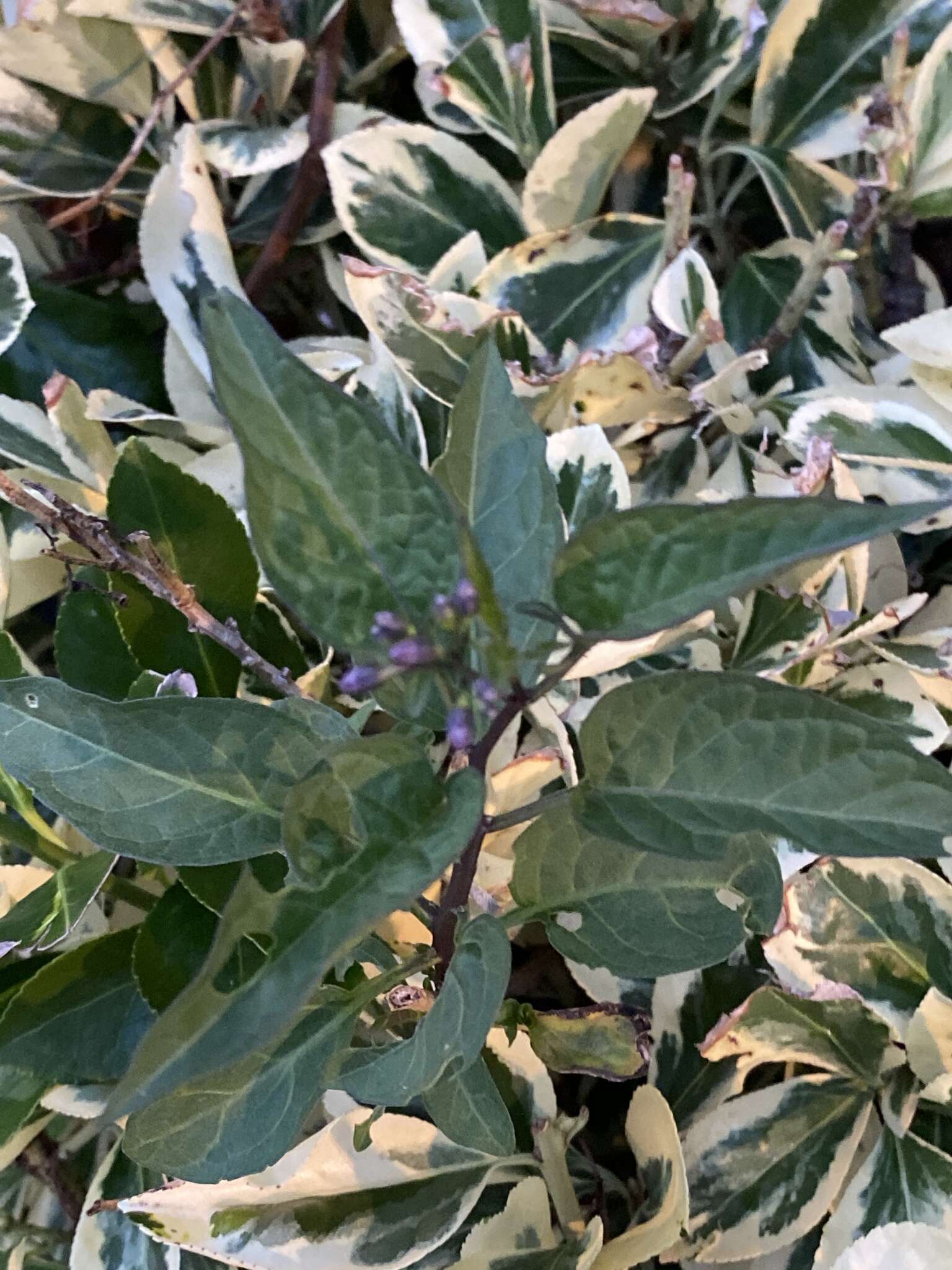 Imagem de Solanum dulcamara var. dulcamara