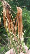 Image of Pine-Barren Beak Sedge