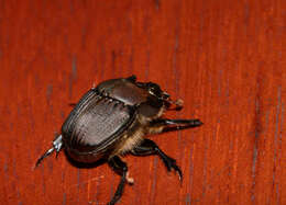 Imagem de Phanaeus (Notiophanaeus) bispinus Bates 1868