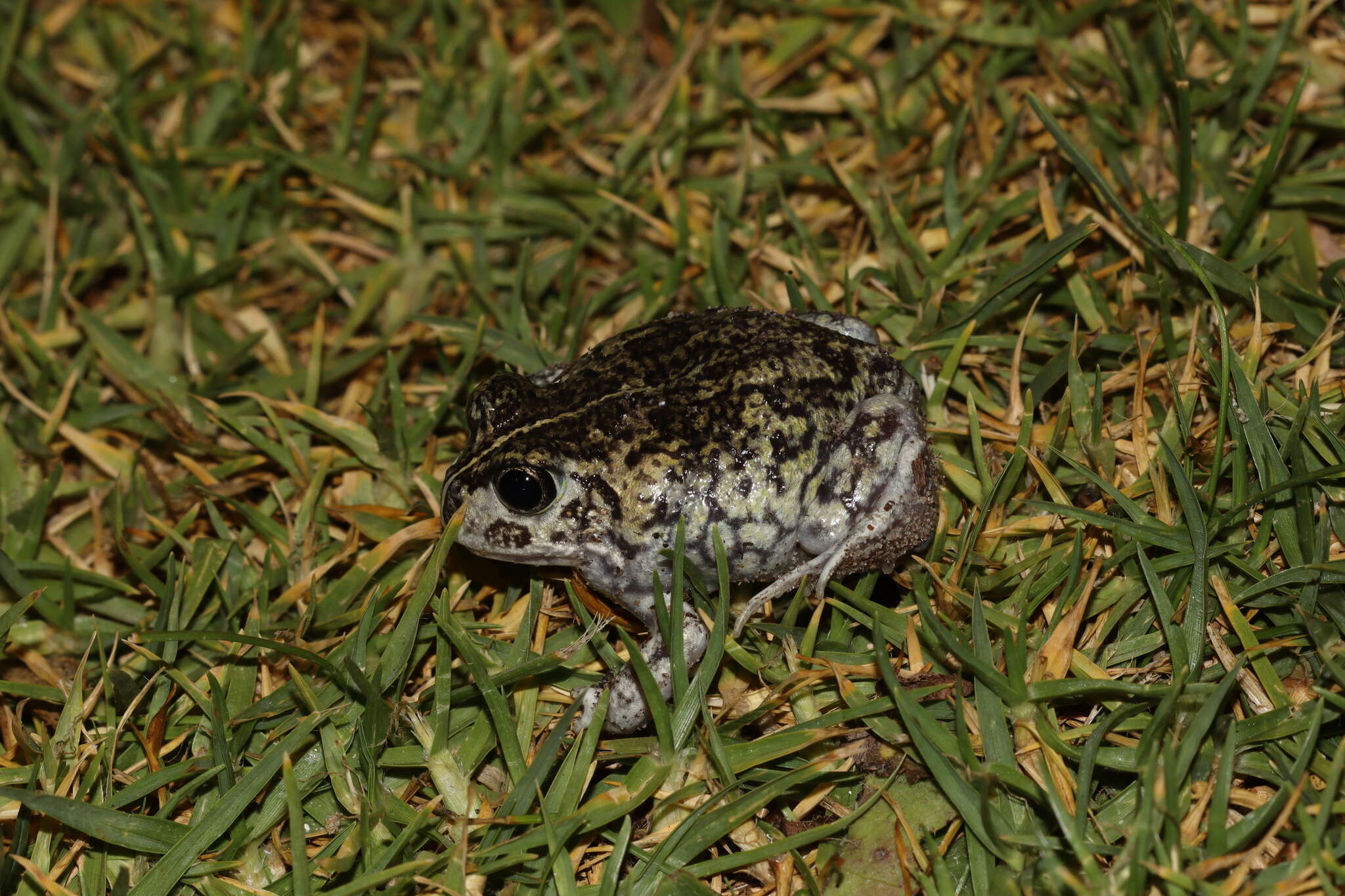 Image of Painted Burrowing Frog