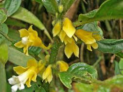 Image of Besleria melancholica (Vell.) C. V. Morton