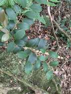 Imagem de Ilex goshiensis Hayata