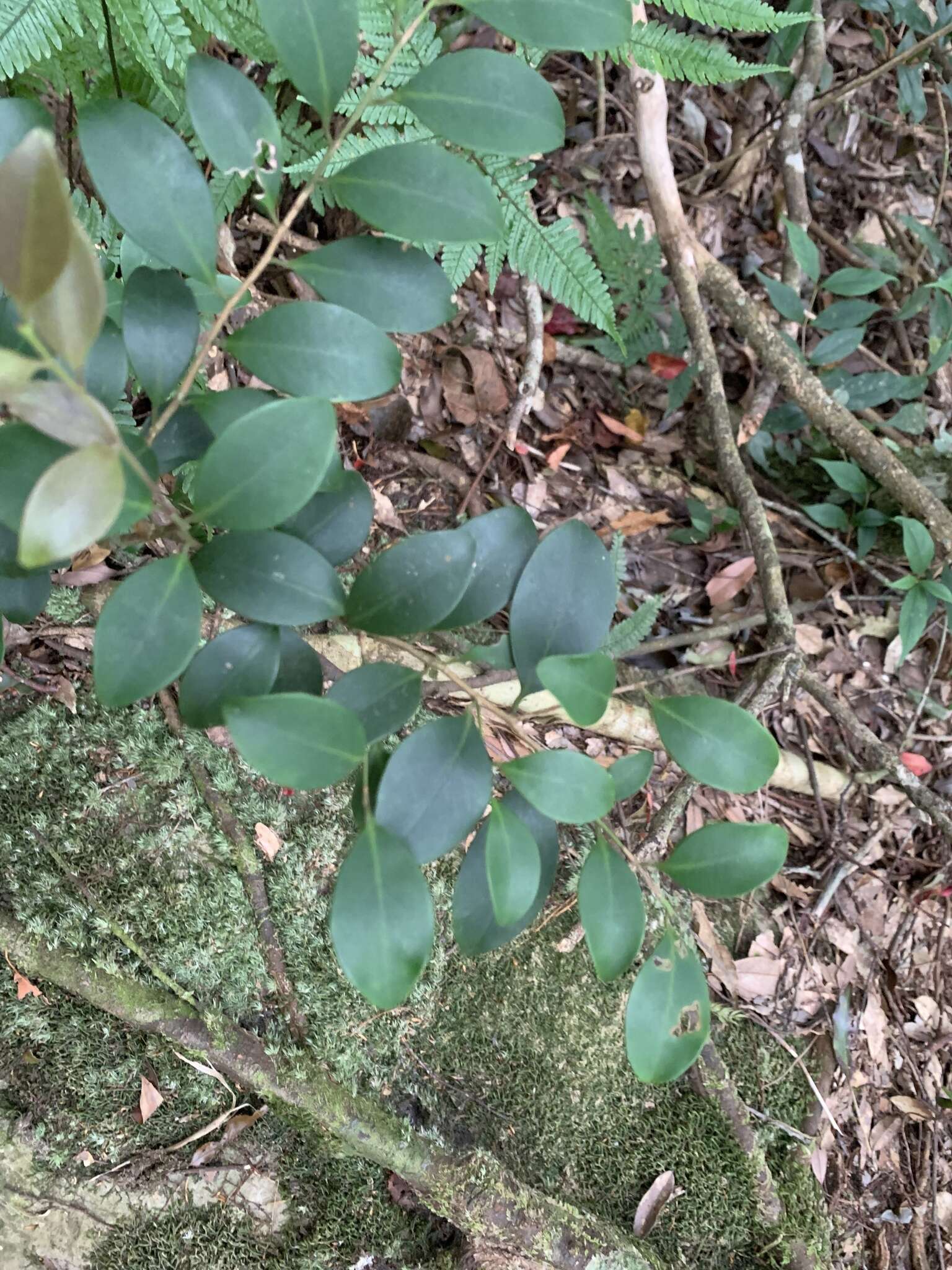 Слика од Ilex goshiensis Hayata