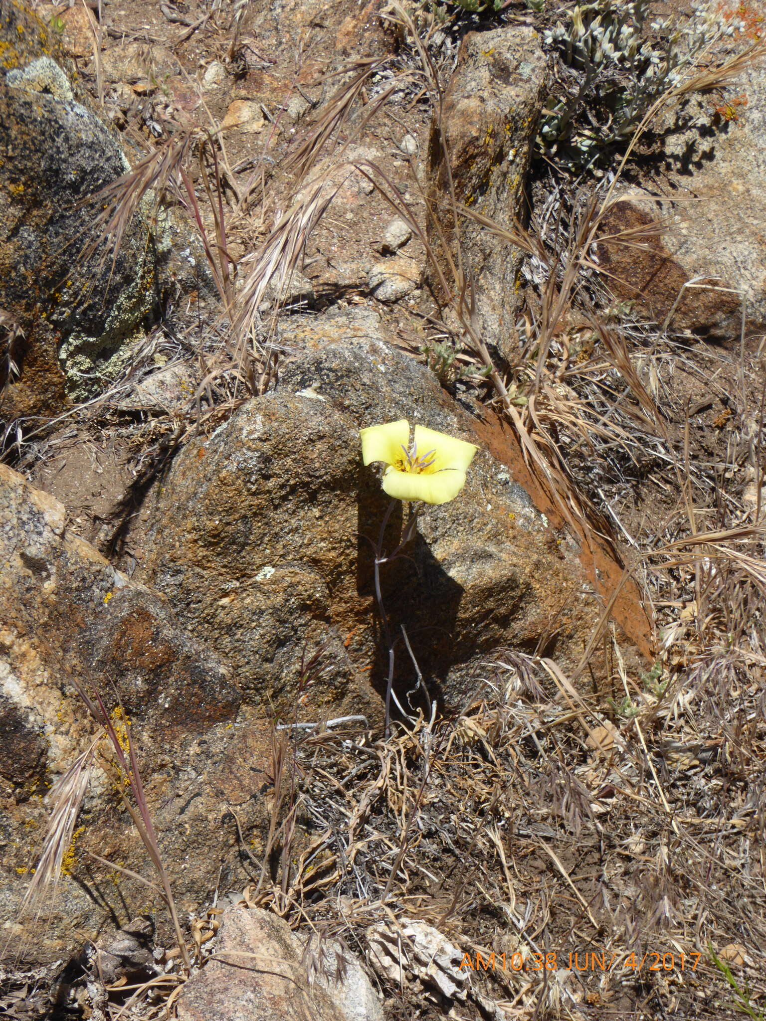 Image of goldenbowl mariposa lily