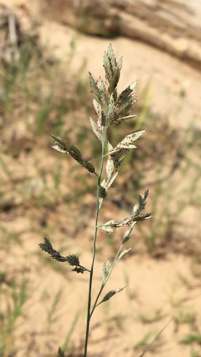 Image of Red Love Grass