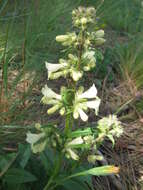 Image of sulphur penstemon