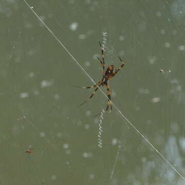 Image of Argiope radon Levi 1983