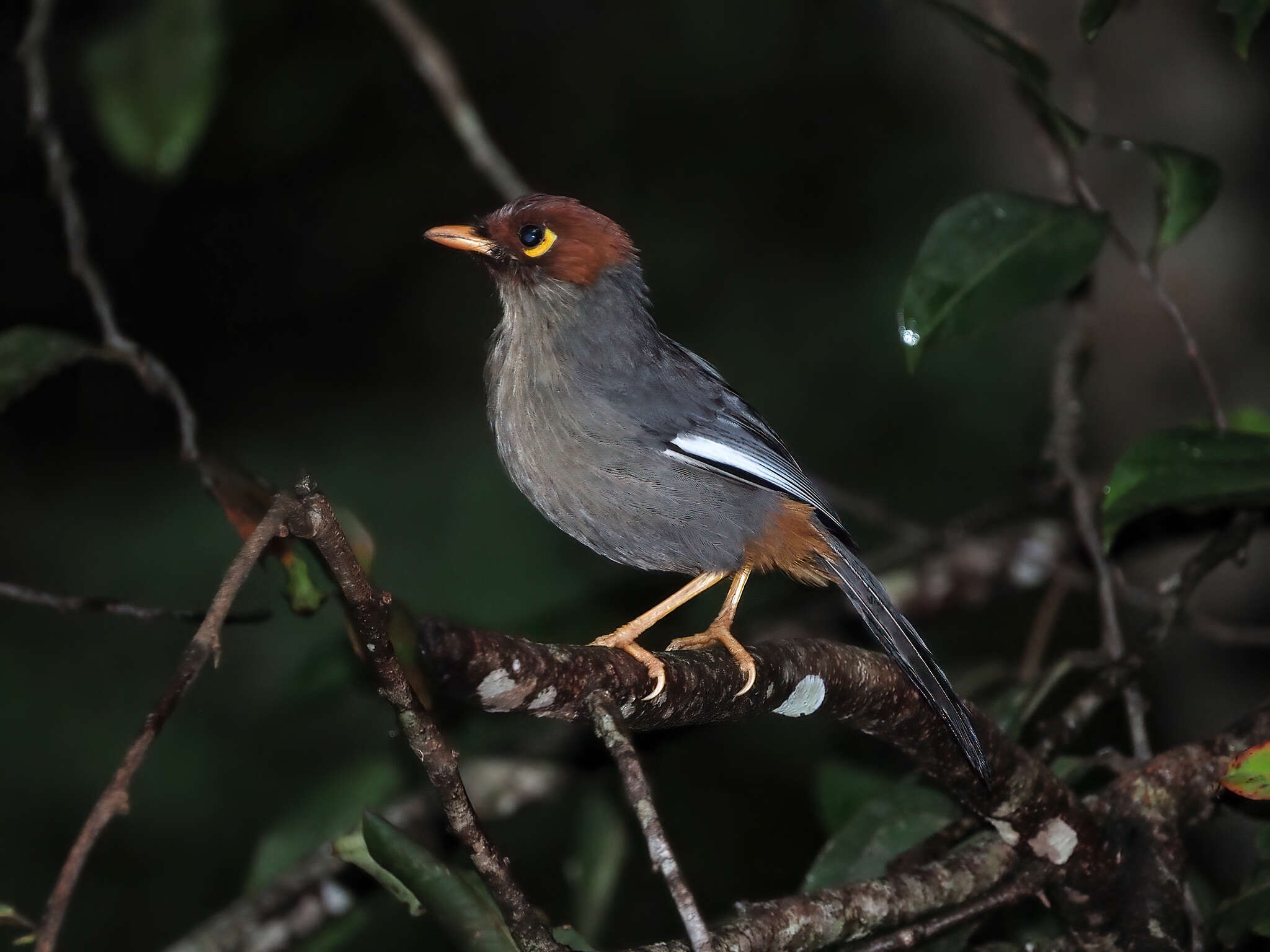 Image of Chestnut-hooded Laughingthrush