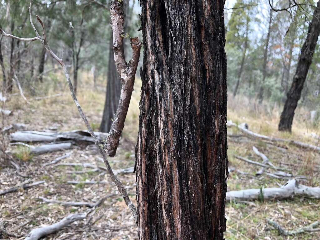 Image of Leptospermum brevipes F. Müll.