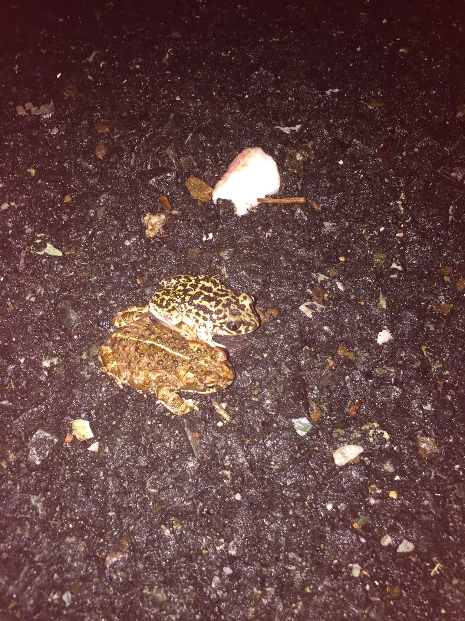 Image of Iberian Spadefoot Toad