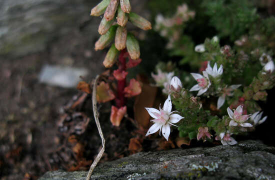 Image of Sedum anglicum Hudson