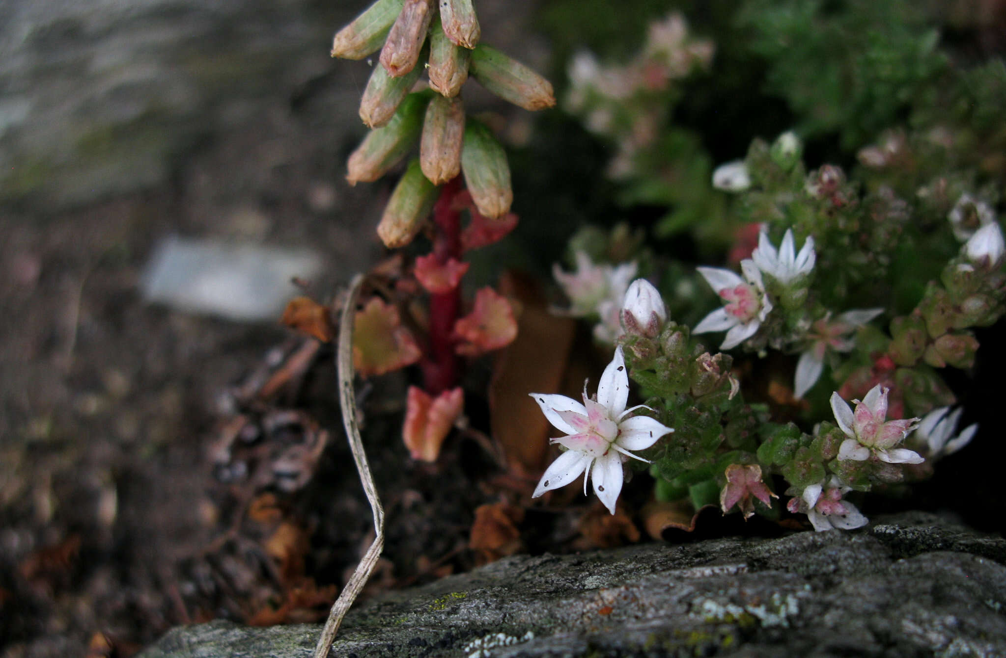 Imagem de Sedum anglicum Hudson