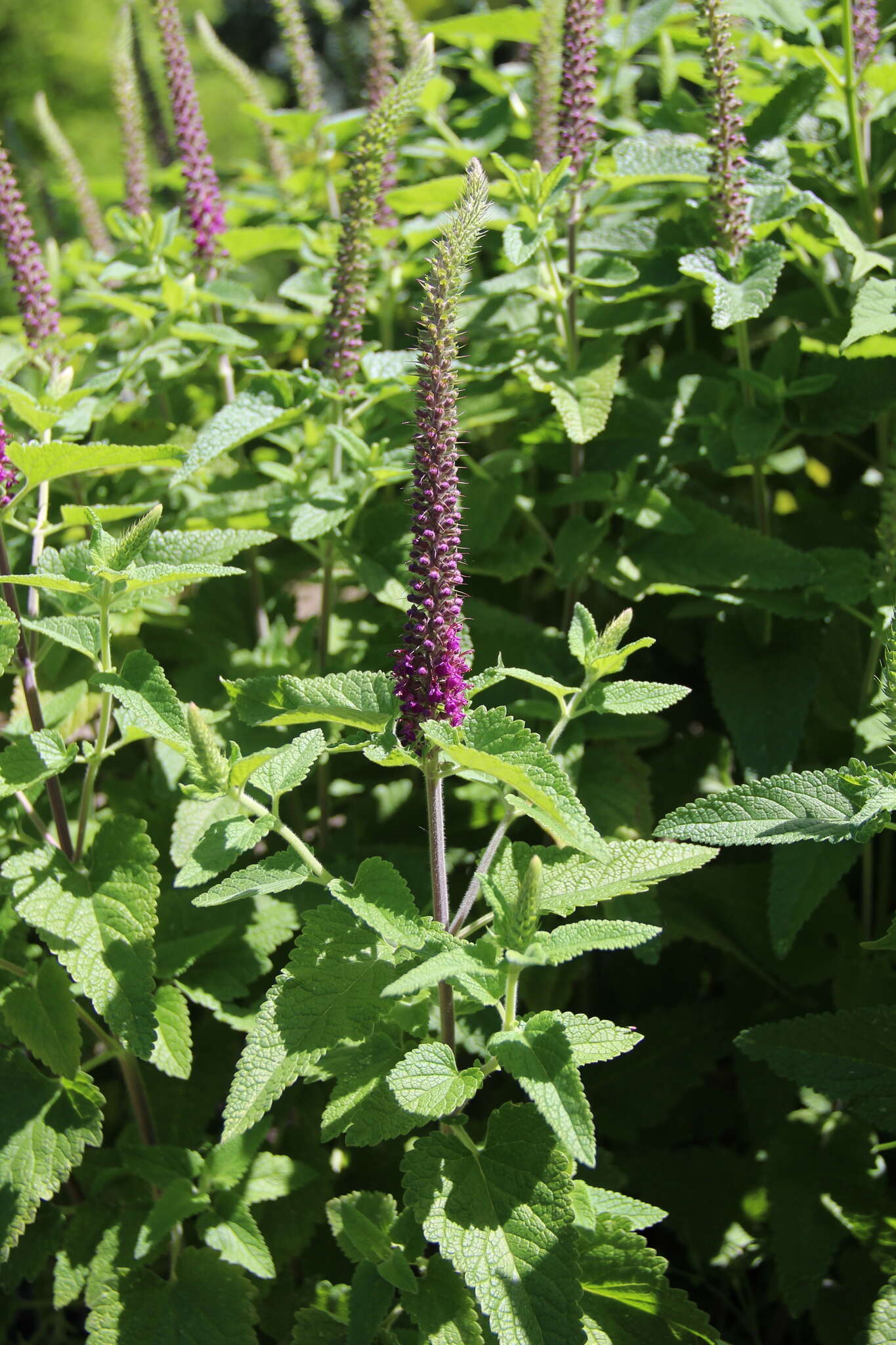 Image de Teucrium hircanicum L.