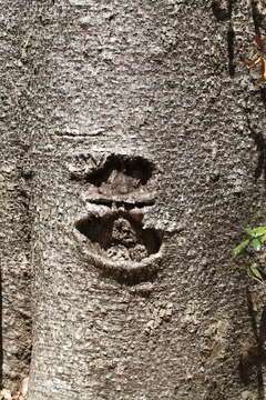 Image de Adansonia perrieri Capuron